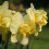 Ready Potted 1 Litre Pot   YELLOW  CHEERFULNESS DOUBLE DAFFODIL 2