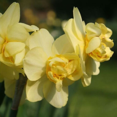 Ready Potted 1 Litre Pot   YELLOW  CHEERFULNESS DOUBLE DAFFODIL 1