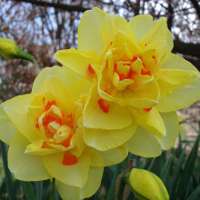 Ready Potted 1 Litre Pot TAHITI DOUBLE DAFFODIL /NARCISSUS