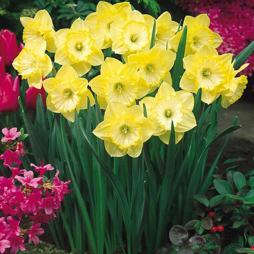20 kg SAINT PATRICKS DAY LARGE CUPPED DAFFODIL