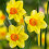 20 kg SEALING WAX SMALL-CUPPED DAFFODIL 3