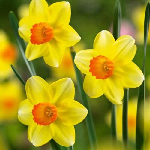 20 kg SEALING WAX SMALL-CUPPED DAFFODIL 2