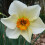 20 kg BARRETT BROWNING SMALL-CUPPED DAFFODIL 3