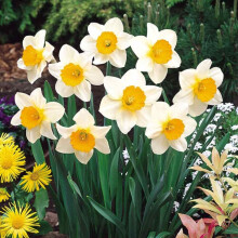 20 kg SEMPRE AVANTI LARGE CUPPED DAFFODIL