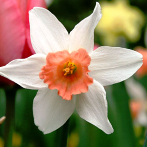 20 kg PINK PRIDE  LARGE-CUPPED NARCISSI 2