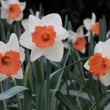 Ready Potted 1 Litre Pot CHROMACOLOUR LARGE-CUPPED NARCISSI
