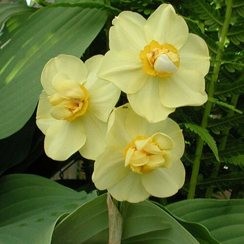 Ready Potted 1 Litre Pot   YELLOW  CHEERFULNESS DOUBLE DAFFODIL 2