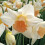 Ready Potted 1 Litre Pot   PASSIONALE LARGE CUPPED (WHITE)DAFFODIL 1