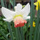 20 kg SALOME LARGE CUPPED DAFFODIL 2