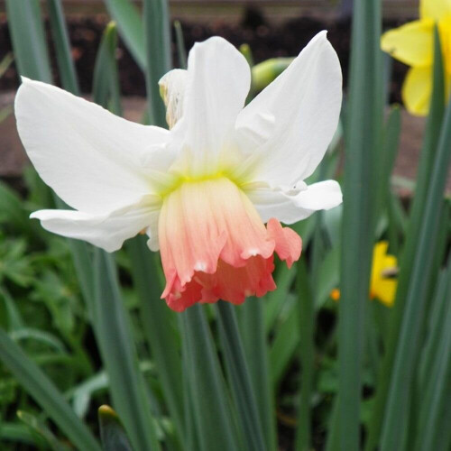 20 kg SALOME LARGE CUPPED DAFFODIL 1