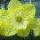 20 kg SAINT PATRICKS DAY LARGE CUPPED DAFFODIL 2