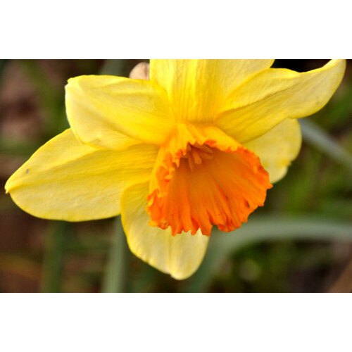 20 kg JUANITA LARGE CUPPED DAFFODIL 1