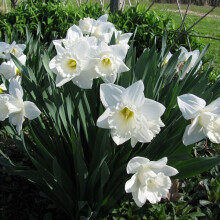 20 kg MOUNT HOOD WHITE TRUMPET DAFFODIL