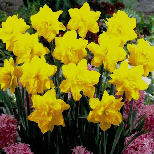 POTTED  GOLDEN DUCAT DOUBLE NARCISSI 1
