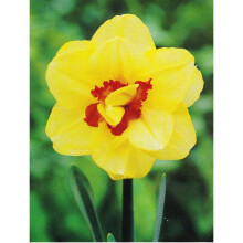 20 kg ASCOT DOUBLE NARCISSI