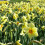 20 kg EDWARD BUXTON SMALL-CUPPED DAFFODIL 2