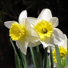 Ready Potted 1 Litre Pot ICE FOLLIES LARGE CUPPED DAFFODIL