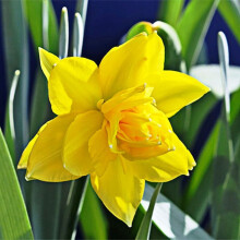 10 kg GOLDEN DUCAT DOUBLE NARCISSI (2)