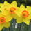 Ready Potted 1 Litre Pot   FORTUNE LARGE CUPPED DAFFODIL 1