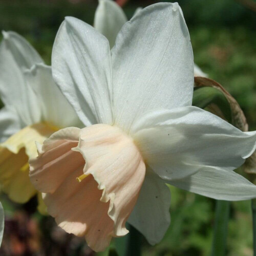 Ready Potted 1 Litre Pot   PASSIONALE LARGE CUPPED (WHITE)DAFFODIL 1