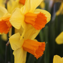 Ready Potted 1 Litre Pot   JUANITA LARGE CUPPED DAFFODIL