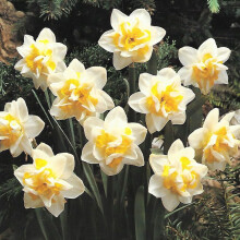 Ready Potted 1 Litre Pot WHITE LION DOUBLE NARCISSI