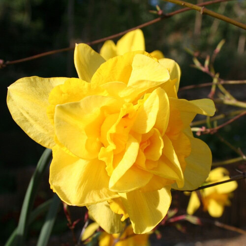 POTTED  GOLDEN DUCAT DOUBLE NARCISSI 2