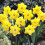 20 kg SAINT PATRICKS DAY LARGE CUPPED DAFFODIL 3