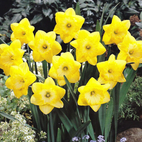 20 kg SAINT PATRICKS DAY LARGE CUPPED DAFFODIL 2
