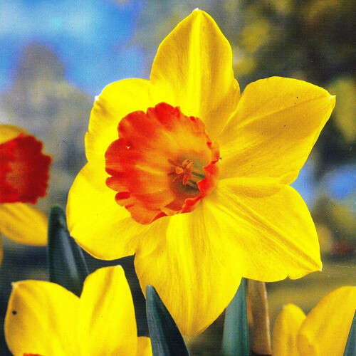 20 kg BIRMA SMALL-CUPPED DAFFODIL 2
