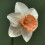 Ready Potted 1 Litre Pot   PASSIONALE LARGE CUPPED (WHITE)DAFFODIL 3