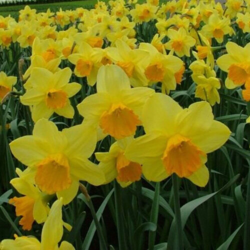 Ready Potted 1 Litre Pot   FORTUNE LARGE CUPPED DAFFODIL 1