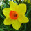20 kg SEALING WAX SMALL-CUPPED DAFFODIL 1