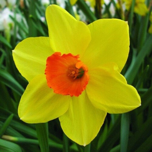20 kg SEALING WAX SMALL-CUPPED DAFFODIL