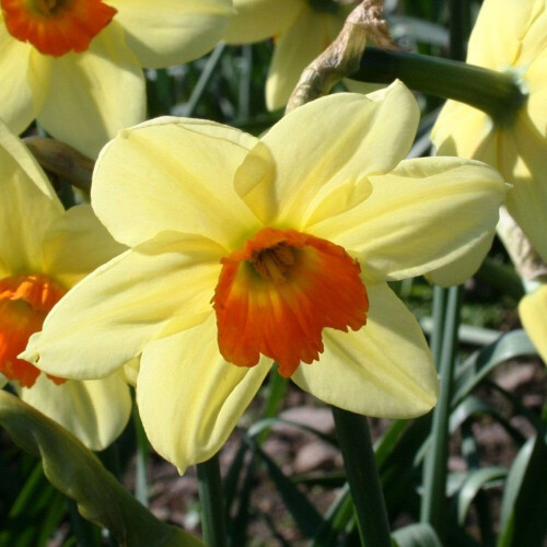 20 kg EDWARD BUXTON SMALL-CUPPED DAFFODIL 2