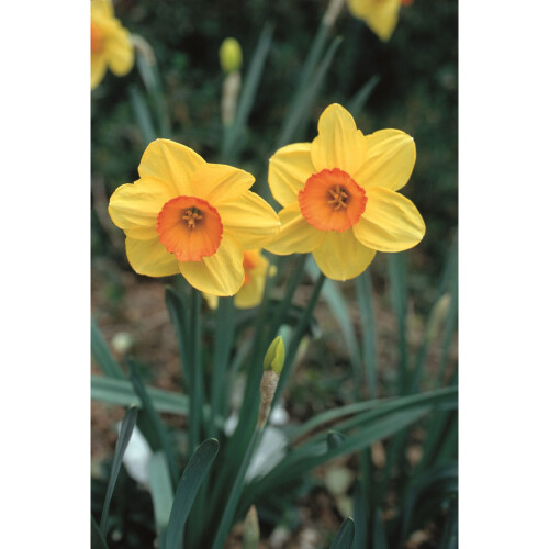 20 kg JUANITA LARGE CUPPED DAFFODIL 2