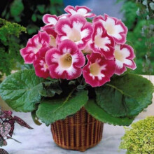 BLANCHE DE MERU GLOXINIA BULBS/CORMS