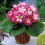 BLANCHE DE MERU GLOXINIA   BULBS/CORMS 1