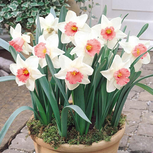 20 kg SALOME LARGE CUPPED DAFFODIL 2