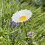 Selections Cast Iron Daisy Bird Feeder 4