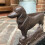 Selections Cast Iron Dachshund Dog Boot Brush Shoe Scraper 5