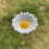 Selections Cast Iron Daisy Bird Feeder 2