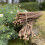 Selections Pack of 40 Willow Pea & Bean Support Sticks (90cm) 4