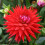 SHINING STAR CACTUS DAHLIA 3
