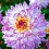 CRAZY LOVE  DAHLIA (BORDER TYPE) 2
