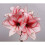 Indoor Amaryllis Hippeastrum - Charisma 3