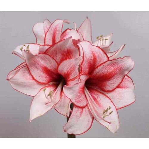 Indoor Amaryllis Hippeastrum - Charisma 2
