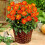 ALSTERGRUSZ  DAHLIA 2