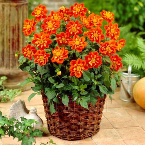 ALSTERGRUSZ  DAHLIA 1