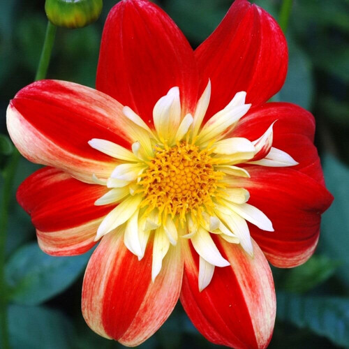 LA GIOCONDA   DAHLIA 2